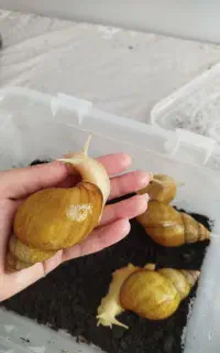 فروش حلرون و جوجه حلزون اصل آلبینو
