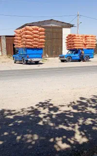کاه گندم دیم نرم