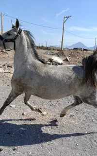 مادیان عرب