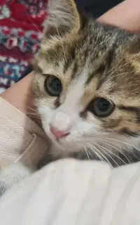 واگذاری بچه گربه