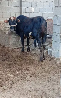 گاورنر بزرگ چاق چله شهری