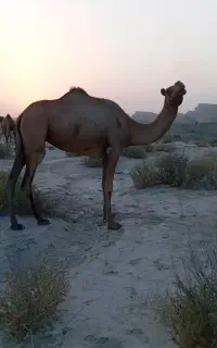 شتر