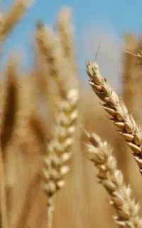 گندم ارگانیک صادراتی بذری