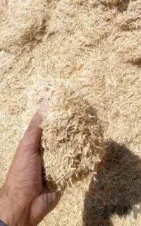 کاه گندم