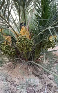فروش انواع پاجوش نخل