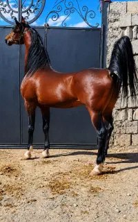 نریون کهر