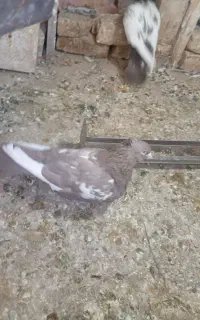 جفت سینه ضمانت تخم و جوجه