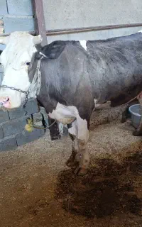 گاو سمینتال دو گوسال