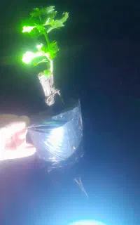 نهال انگور ترکمن ۴ بیدانه