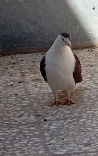 کبوتر