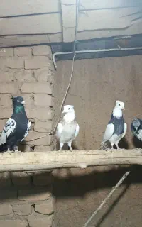 کبوتر
