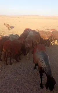 ۸۰راس میش تخمی