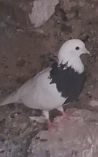 طوقی ماده