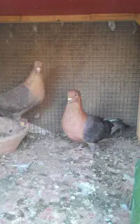 کبوتر