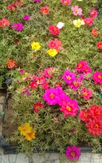 گل‌نازآفتابی