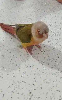پرنده گم شده