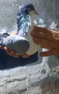 کبوتر‌دورگ رنگی
