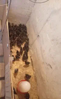 جوجه۴۰روزه