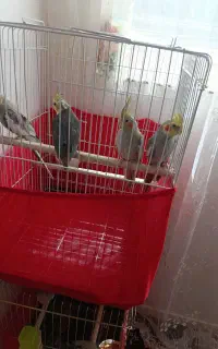 عروس هلندی چهارتا