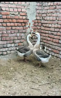 ۳ تا غوغاز نژاد سنگین وزن