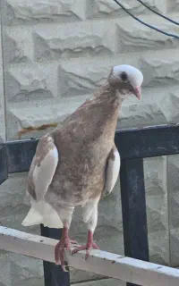 کبوتر