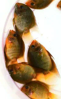 ماهی سورم