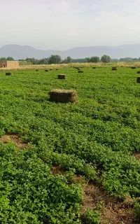 شبدر درجه یک