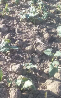 بذر لوبیا چیتی کوشا