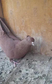 کفتر غریب گیری