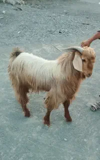 بز  نری