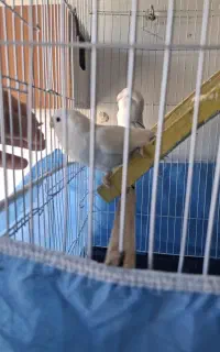 طوطی برزیلی