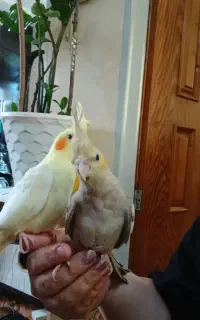 بچه عروس تازه دون خورشده