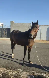 اسب مادیان