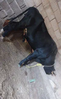 گوساله نر دامازدق