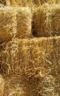 سرچینا(کاح)بادست بریده شده وکاملا خشک