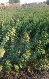 حمیدیه