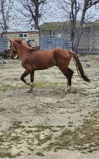 اسب شیش دونگ