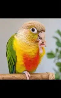طوطی گرینچیک گمشده