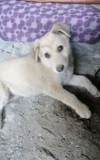توله سگ نگهبان
