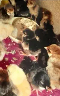 نیمچه مرغ ۱ماهه گلپایگانی