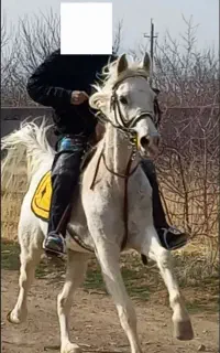 اسب مادیان یه سر عرب