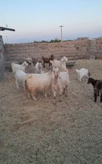 بز کره دار