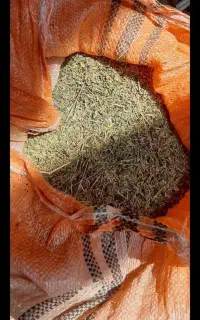 محصول کشاورزی