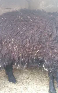 یک عدد بره نر فقط معاوضه با بز