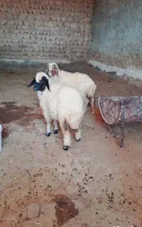بره