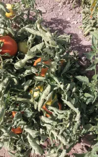 گوجه فرنگی گوشتی برارب