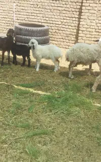 میش بره گوزل