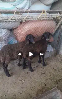 یک جفت بره هر دو نر دوقلو باب پروار