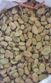 باقالا طارم