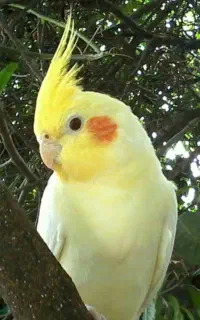 عروس هلندی گم شده